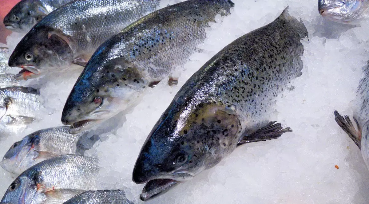 DESCOPERIRE ULUITOARE! Cum REZISTĂ PEŞTII în OCEANUL ÎNGHEŢAT? 