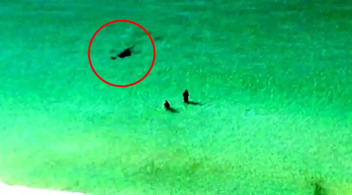 Imagini şocante! Doi turişti, surprinşi de un rechin, la câţiva metri de plajă | VIDEO 