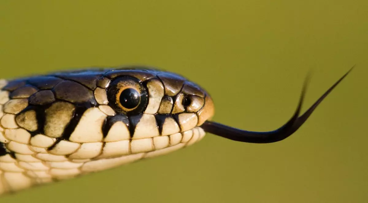 mușcați de șerpi în județul Suceava