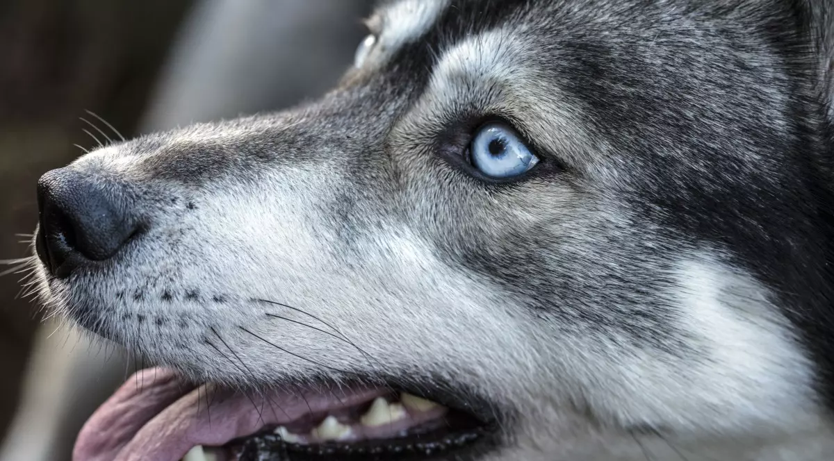 L-A DESFIGURAT! Un îngeraș de băiat, mușcat de câine: ”Îmi curgea sângele șiroaie, până pe pantofi!”