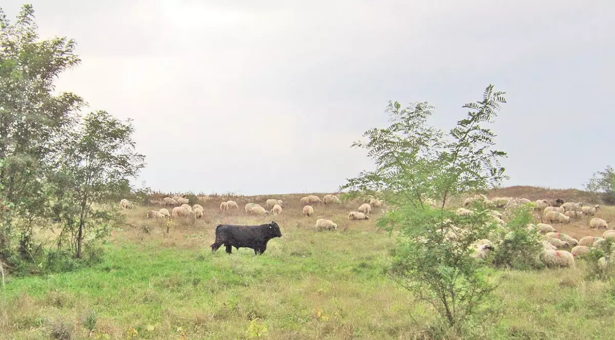 Turma s-a scăpat singură! În jur de 50 de vaci au evadat şi îi terorizează pe localnicii dintr-un sat mehedinţean
