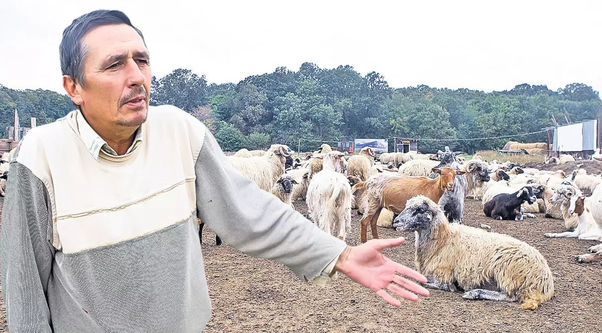 Ciobanii şi văcarii, obligaţi să îşi facă firme