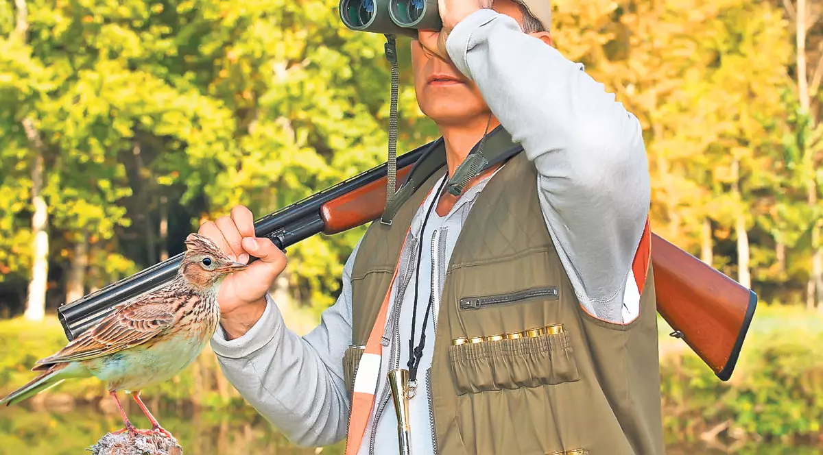 Le plac păsărelele noastre! Iată de ce vânează italienii ciocârlia românească!