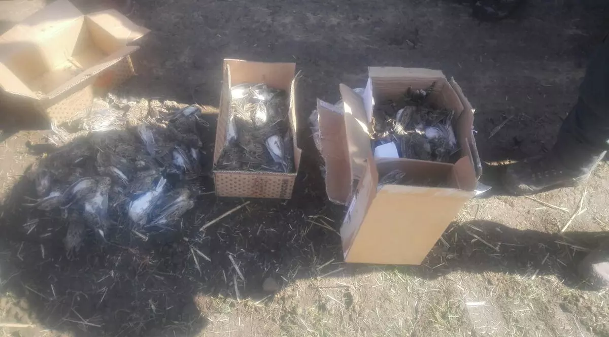 Braconieri italieni prinşi la vânat ciocârlii