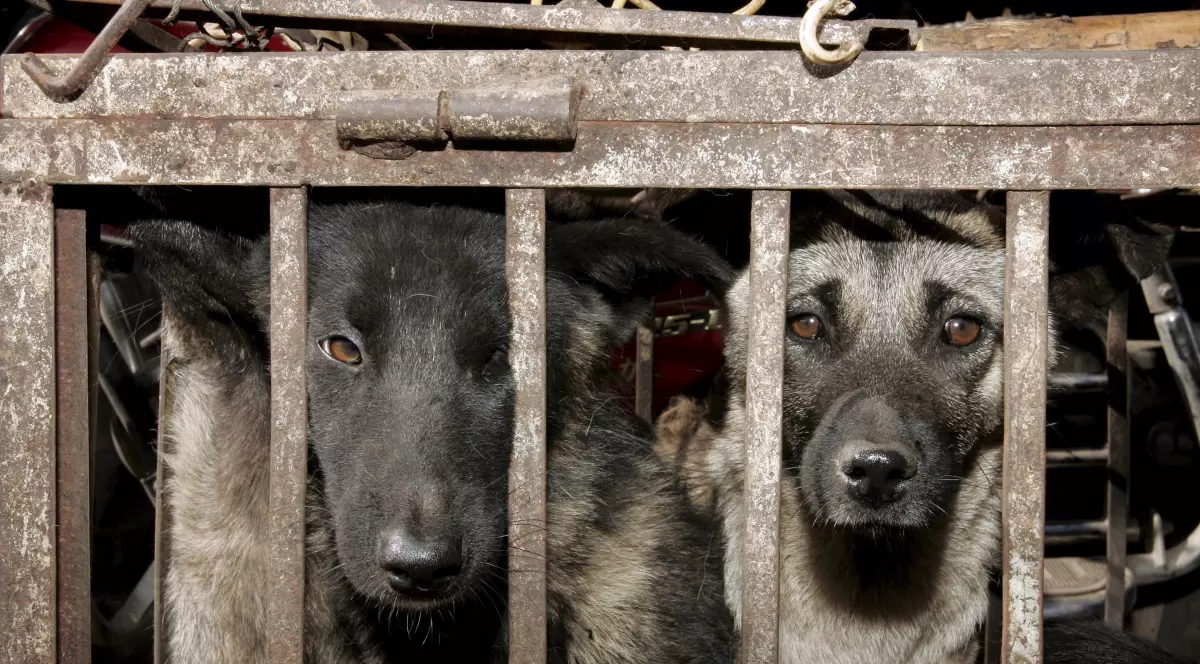 ATENȚIE, INTERZIS PERSOANELOR SENSIBILE! Cum se gătesc ”câinii presați”, care se mănâncă în China