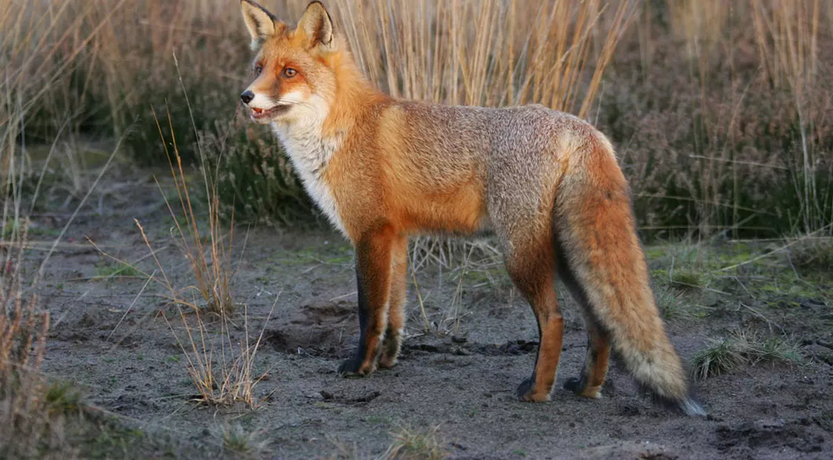 Începe campania de vaccinare a vulpilor