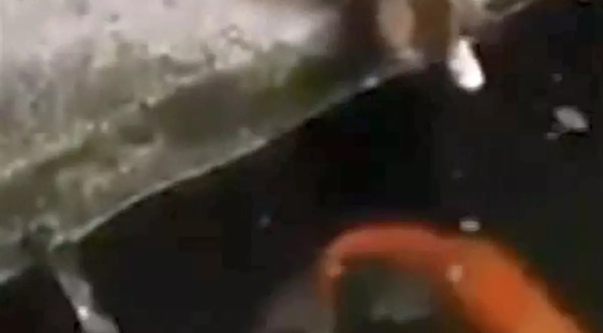 Pescuit cu surprize! Momentul incredibil în care o pisică a fost prinsă de un peşte | VIDEO