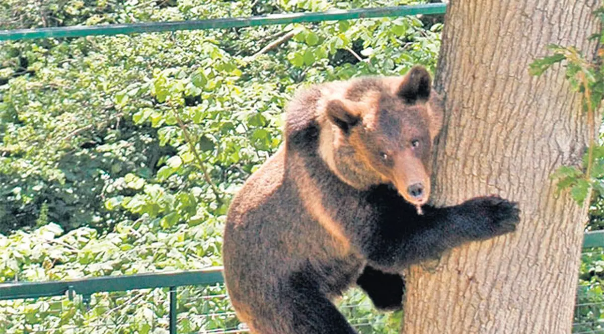 Ursul tomberonist, salvat în ultimul moment de la moarte | FOTO