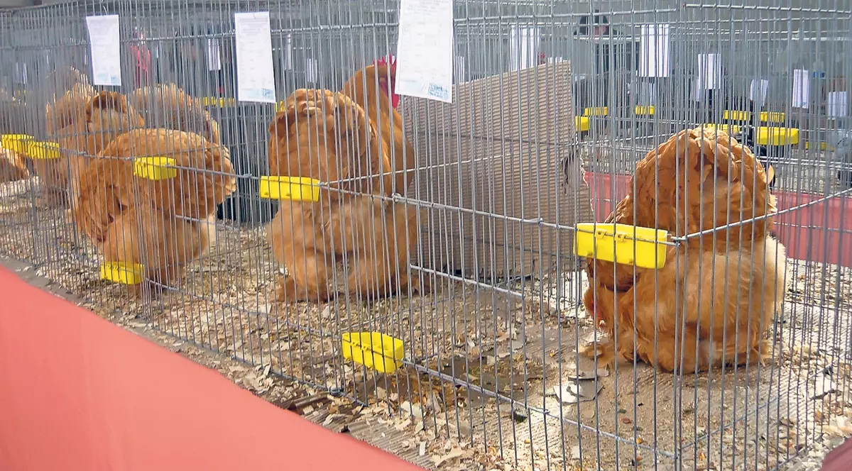 Grasele astea rup la cântar şi te rup... la buzunar