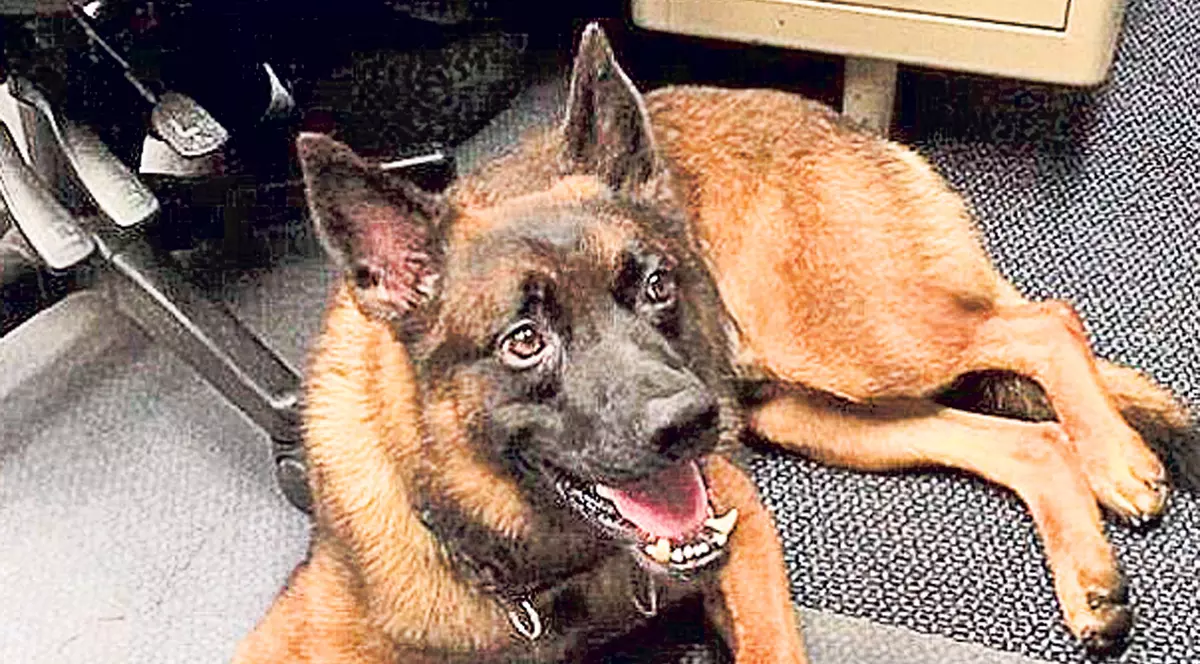 Căţel concediat din Poliţie, pentru că e prea fricos