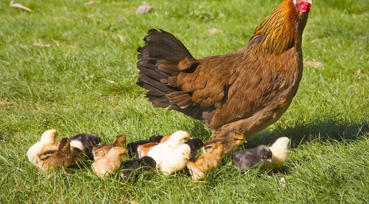 GRIPĂ AVIARĂ, ÎN EUROPA! Nou focar, descoperit ÎN OLANDA