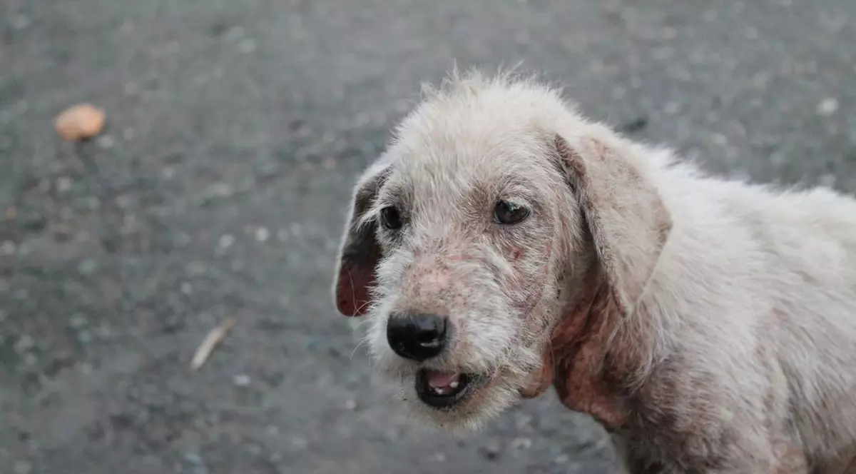 Cum se vede lumea prin ochii animalelor? Cum vede un câine, dar o pisică? | VIDEO