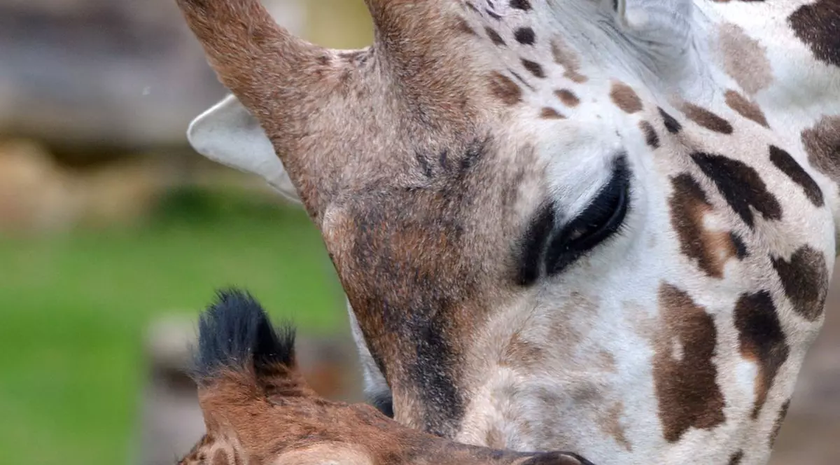 Vrei să alegi numele unui pui de GIRAFĂ de la ZOO? 50.000 de dolari TE COSTĂ