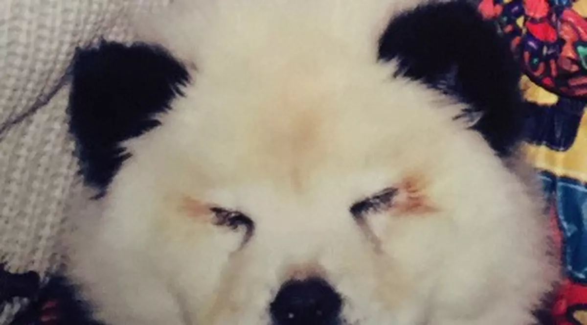 METODA PANDA sau cum se fac bani în Italia! Te înșeli dacă crezi că în fotografie e un urs