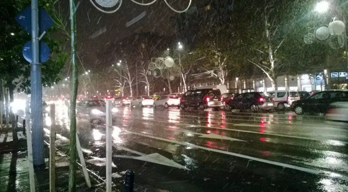 cod galben burniță și polei