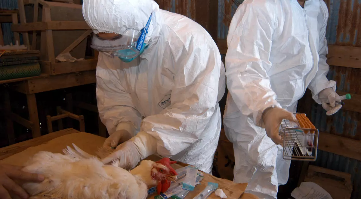 Gripă aviară în județul Prahova. Peste 200 de păsări au fost sacrificate