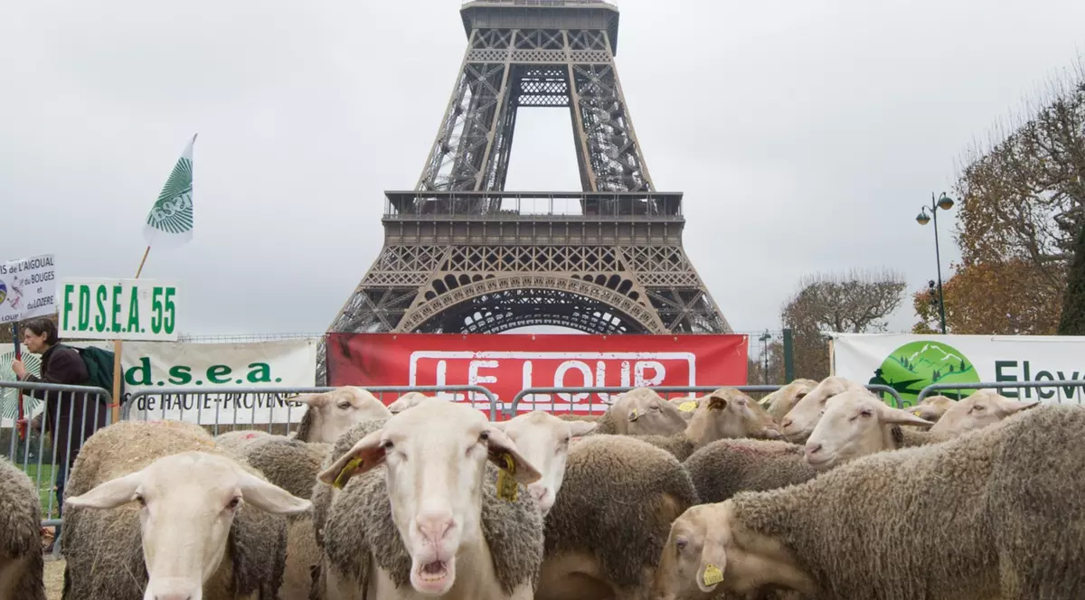 Puteai să juri că nu vei vedea asta NICIODATĂ! Sute de oi, lângă Turnul Eiffel | FOTO