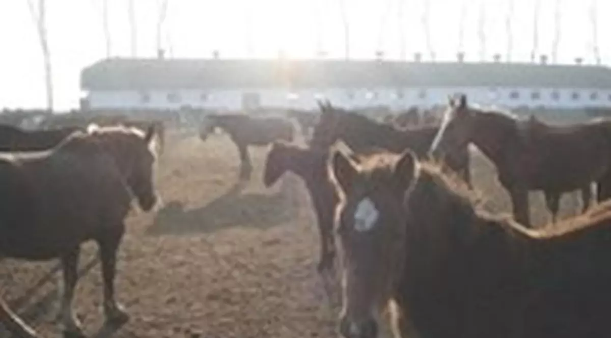 CHILIPIR! Caii PUR SÂNGE de la Herghelia Mangalia, vânduți LA PREȚ DE MÂRȚOAGĂ