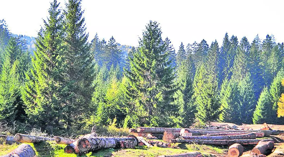 Exporţi buşteni? Rişti să faci închisoare