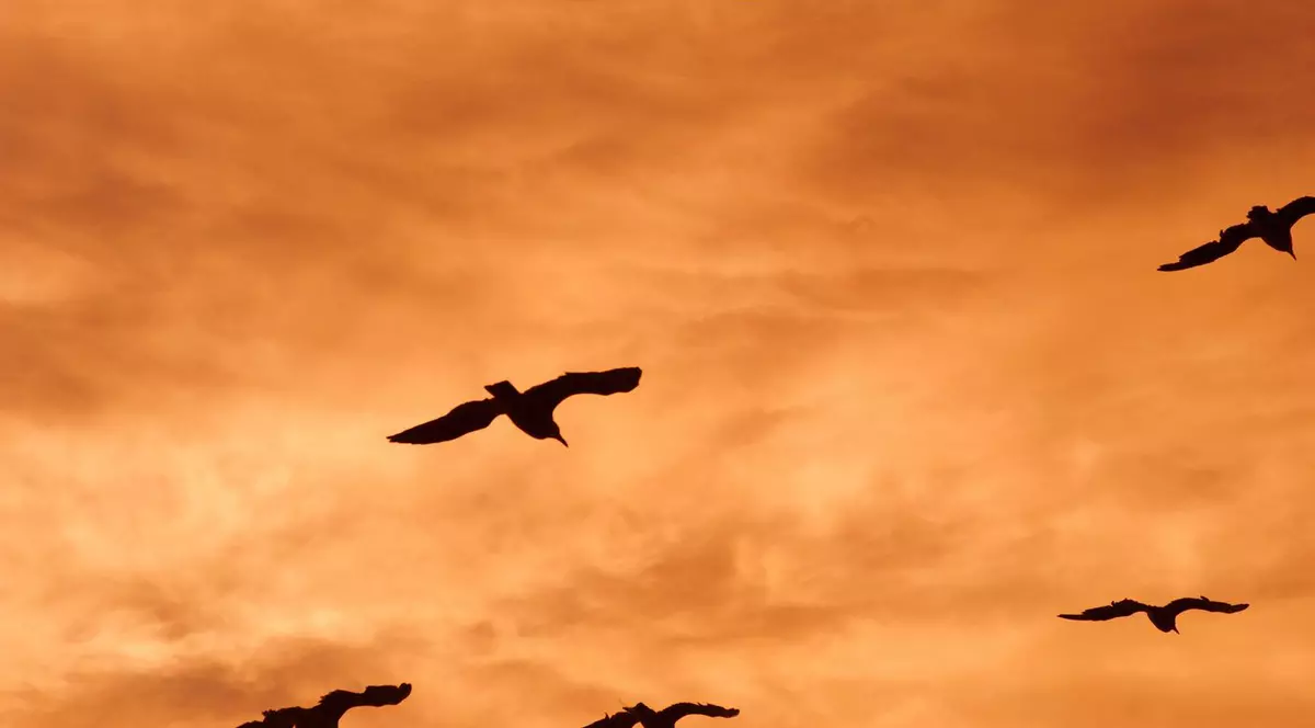 EXPLICAȚIE ȘTIINȚIFICĂ. De ce sunt AGITATE PĂSĂRILE înainte de FURTUNĂ