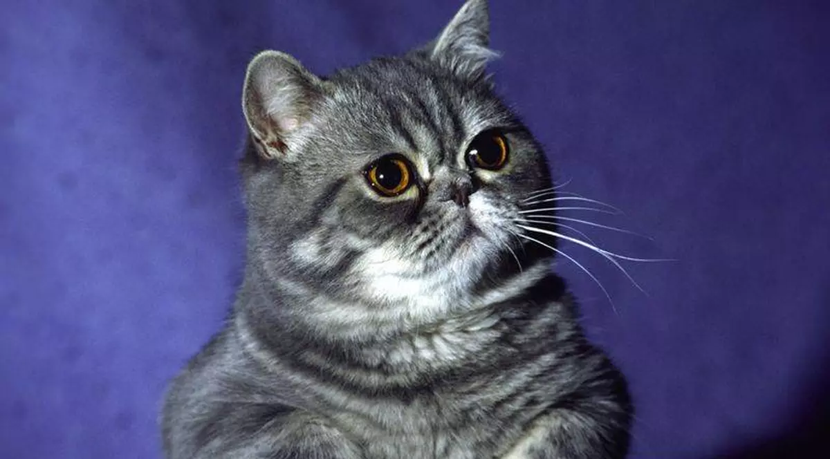 Pisica blândă zgârie rău... când o scoți în frig