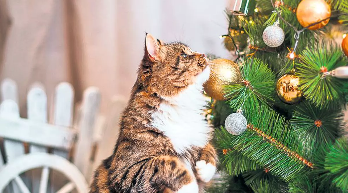 Evită pericolele din jurul bradului!