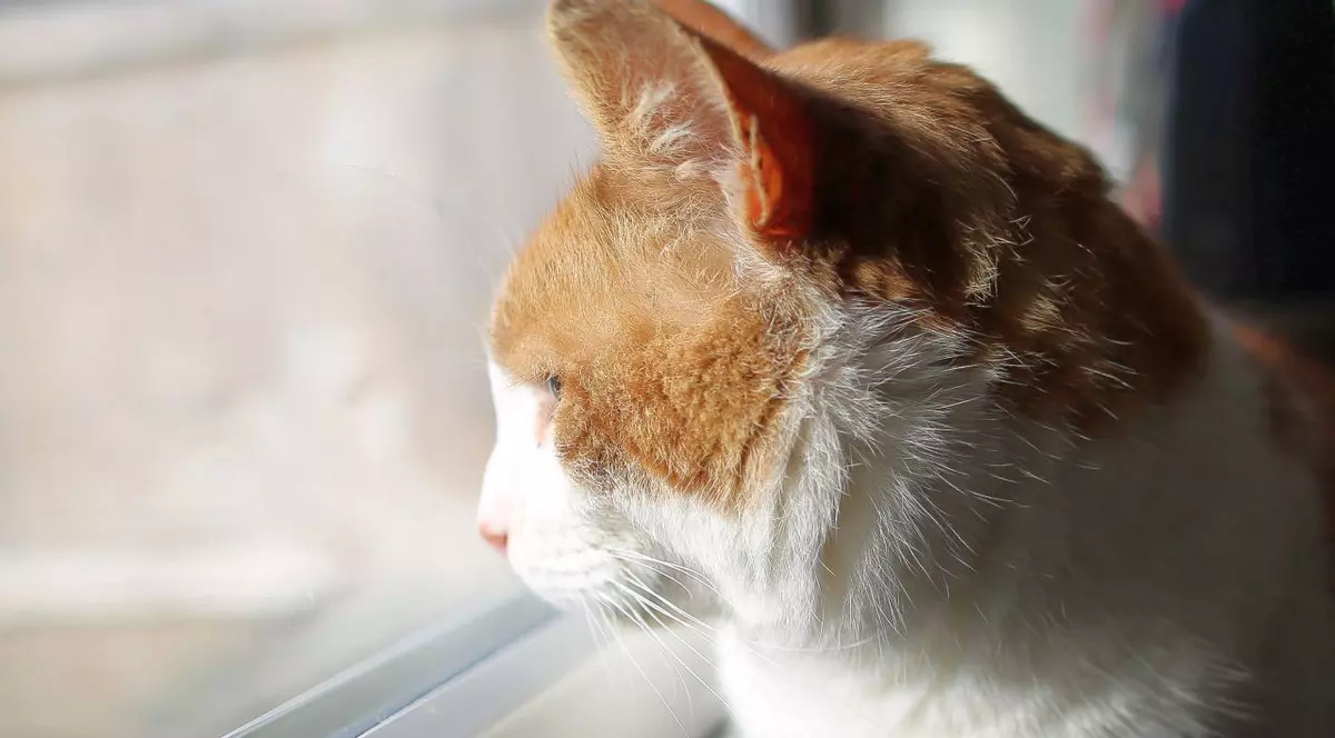 Magazin de pește, atacat de un hoț cu blană! Nu e de râs, că paguba e mare | VIDEO 