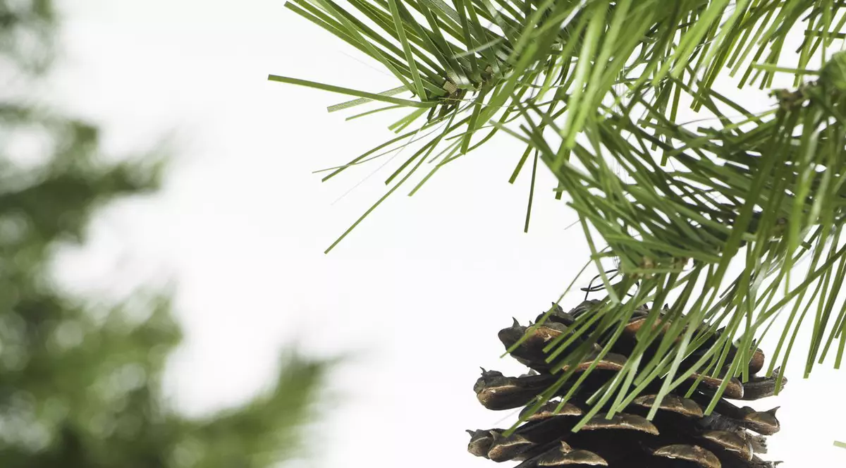 RECORD de TEMPERATURĂ! Cel mai CALD AJUN de CRĂCIUN din România