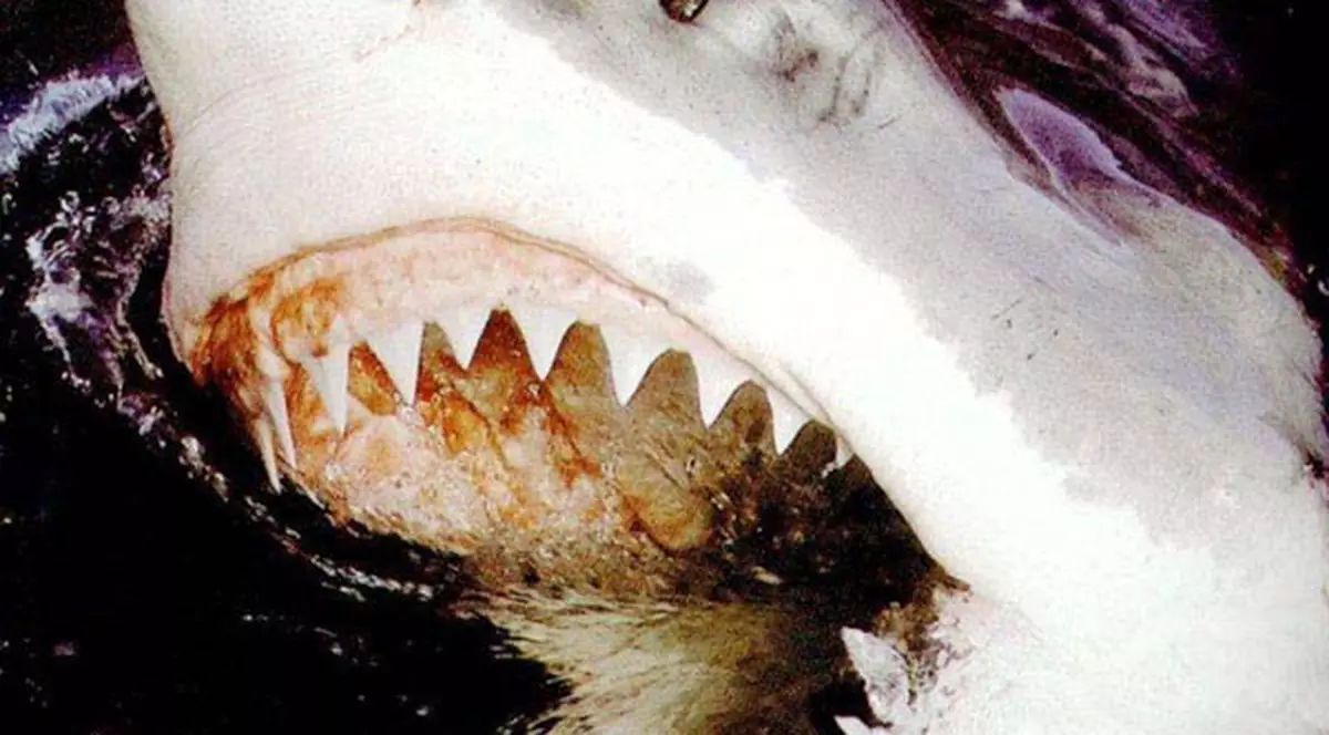 HORROR / Doi sportivi, atacați de un RECHIN! Unul A MURIT, celălalt e în stare gravă / FOTO&VIDEO