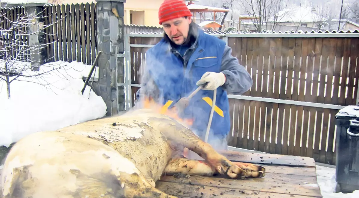 Fereşte-te de trichineloză! Dacă tai porcul, nu consuma nici măcar şorici înainte de a-i face analizele