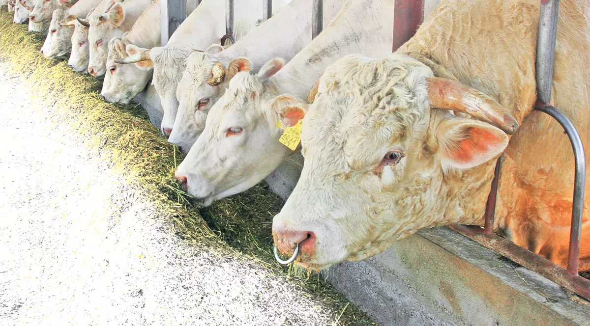 Mâncăm carne de la vaci clonate? Un specialist român atrage atenţia că dacă le consumăm, ni se modifică ADN-ul!