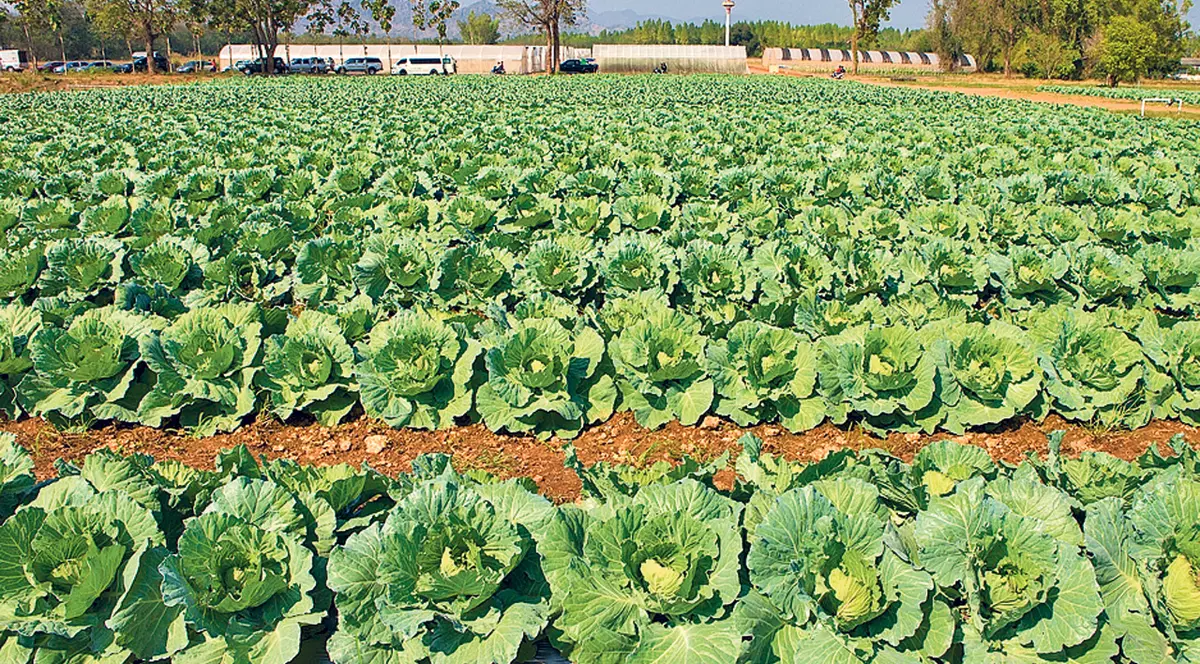 Fonduri europene, doar pentru terenuri agricole intabulate