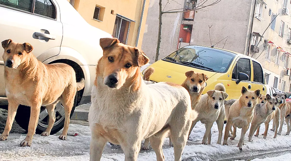 Au mai rămas 4.000 de maidanezi în Capitală