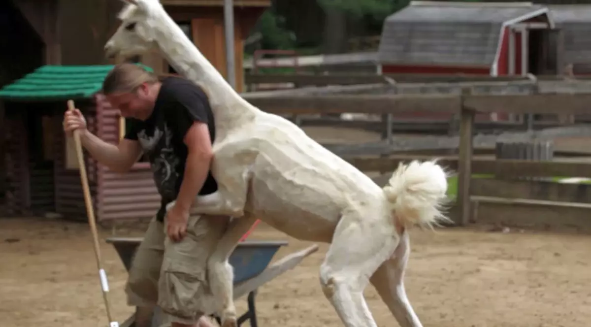 Niciodată să nu superi o lamă! Un îngrijitor de la zoo a aflat asta pe pielea lui | VIDEO 