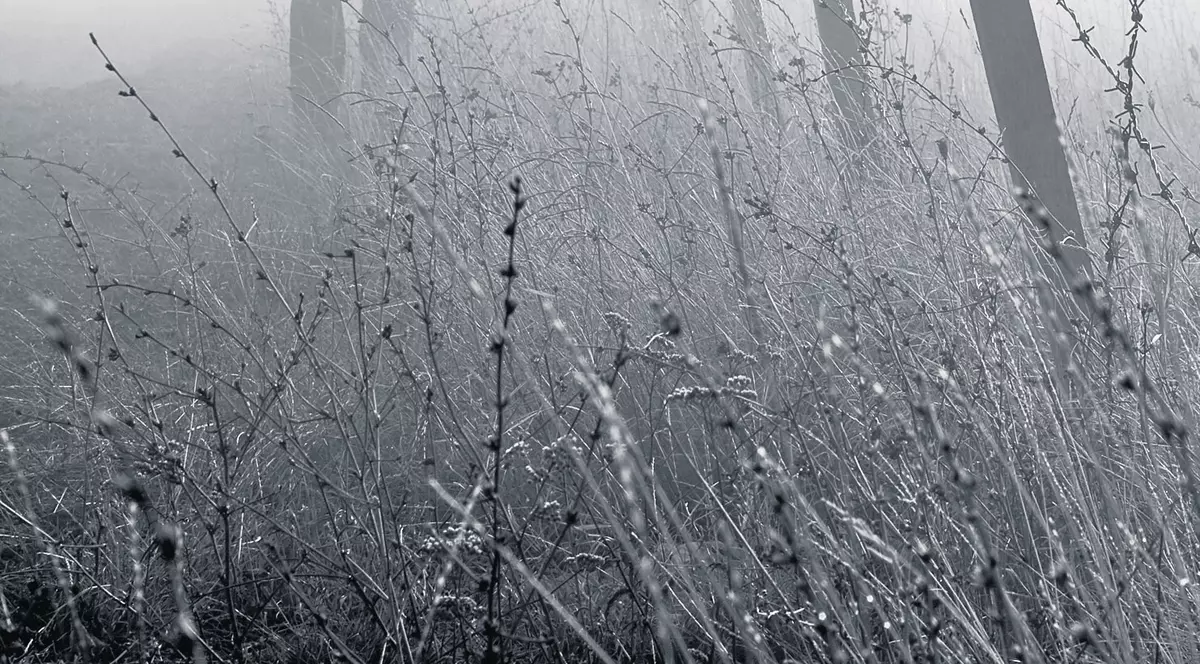 Braconierii umblă cu gardul vopsit cu... capcane! EXCLUSIV