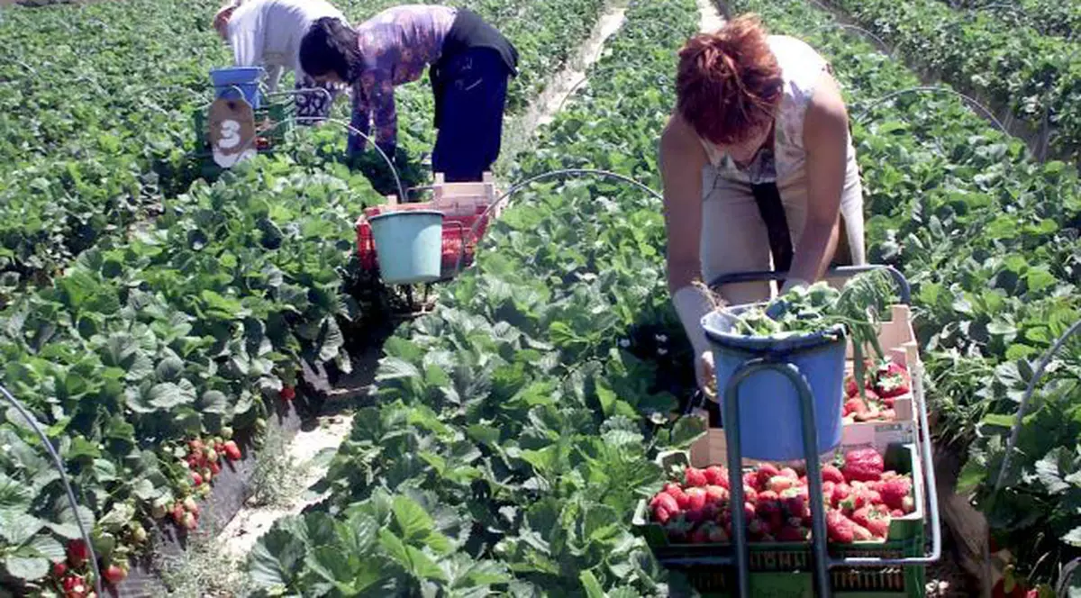 Diaspora îi cere premierului Tudose să intervină