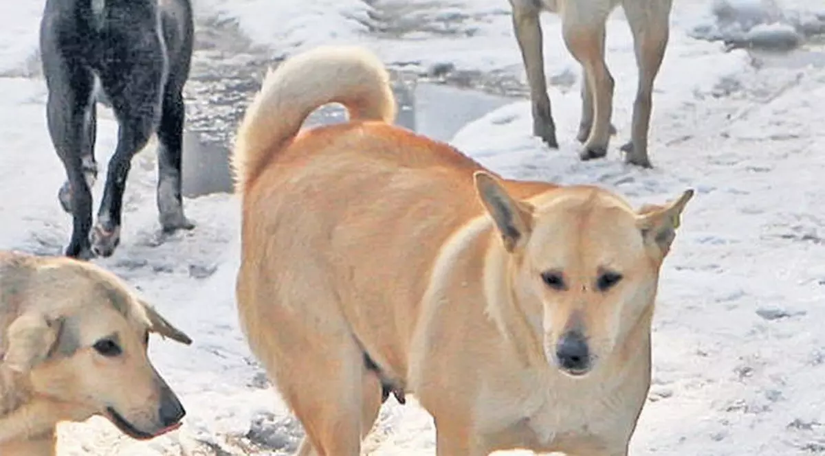 Primăria Capitalei a capturat zeci de mii de maidanezi! Câți câini fără stăpân au rămas în București?