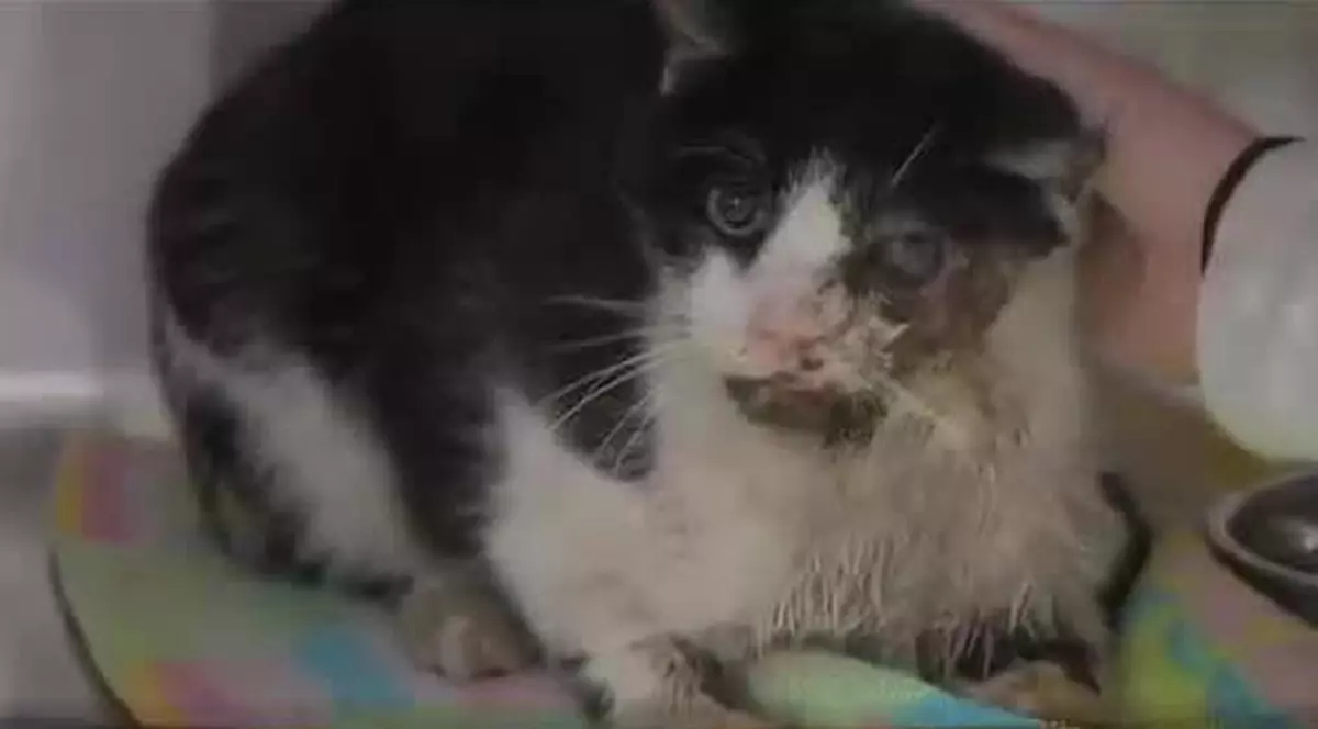 Motanul ”zombie” a apărut în curtea vecinei, la cinci zile după ce a fost îngropat | VIDEO 