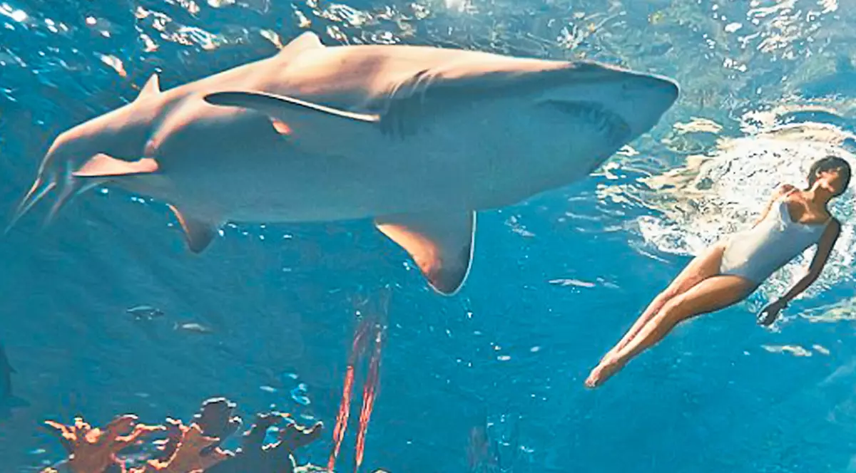 Rihanna, periculos de sexy între rechini