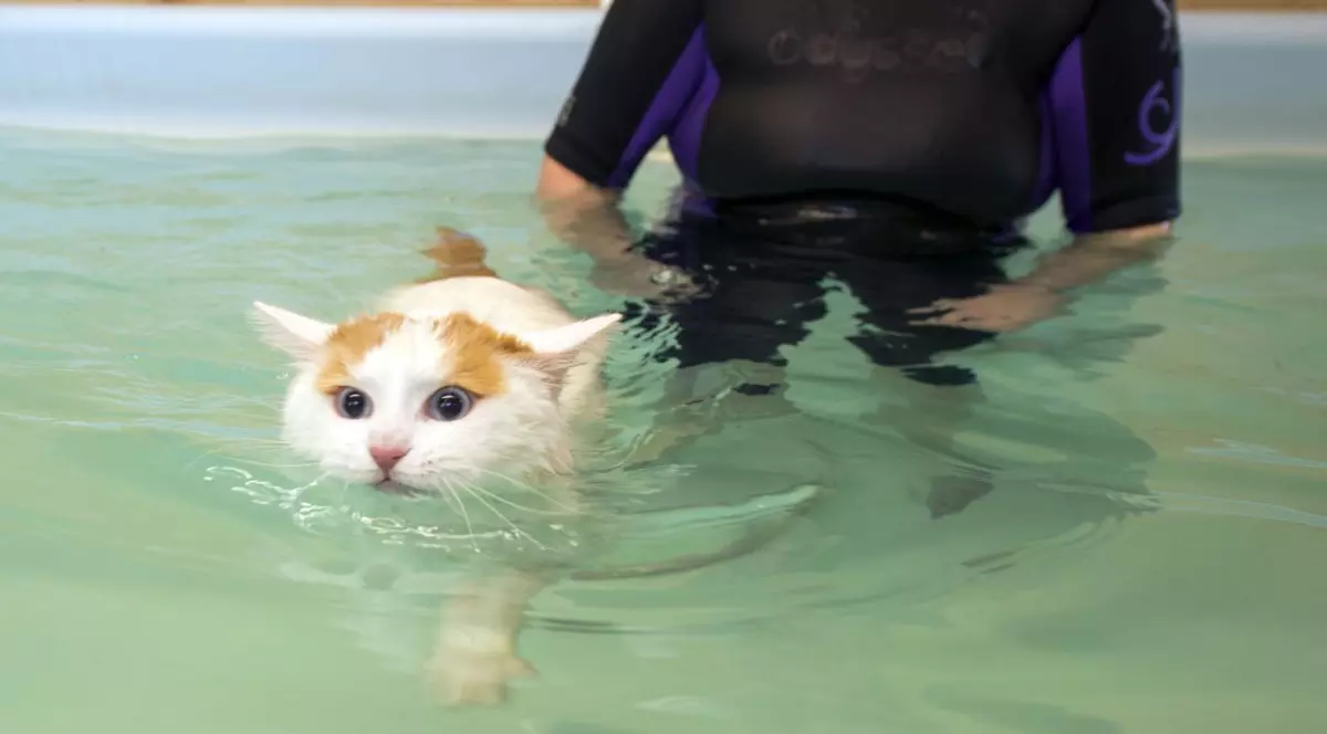 Pisica asta știe să înoate și adoră apa! FOTO 