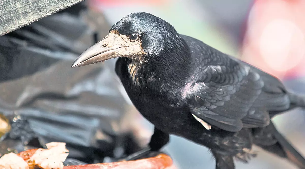 Cum scăpăm de ciori? Împușcarea păsărilor, o soluție barbară