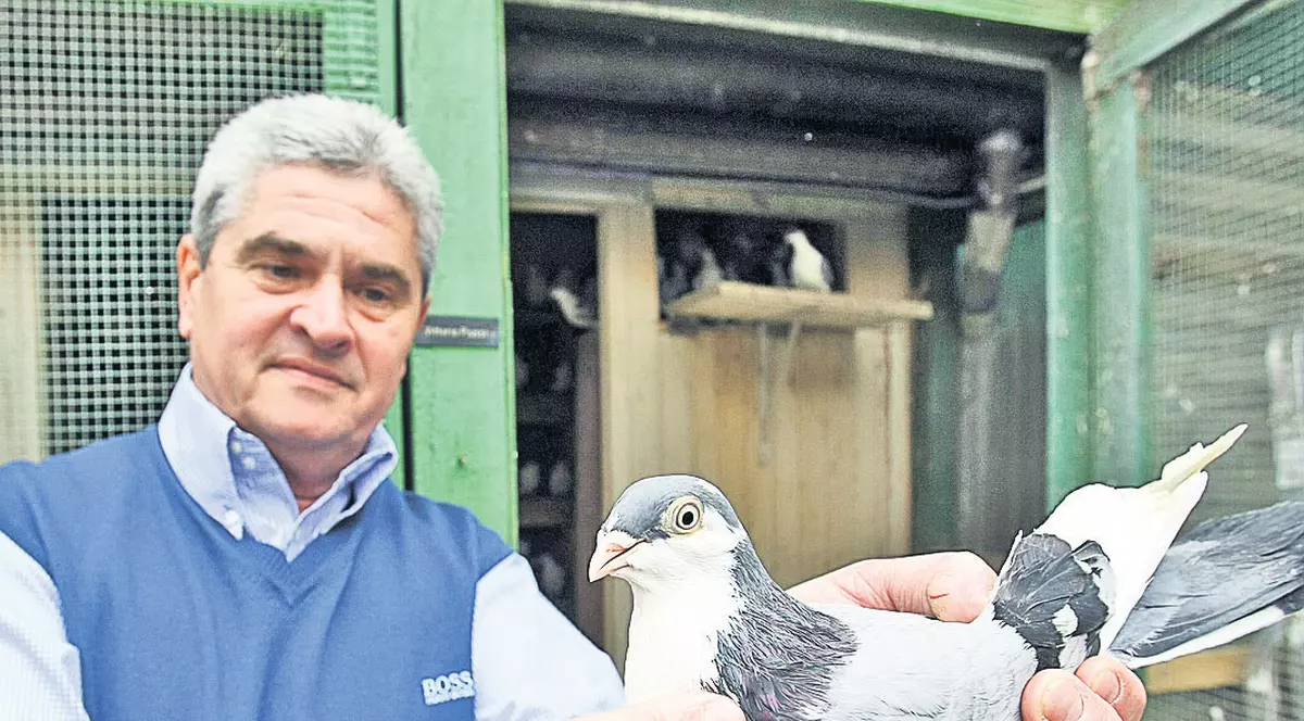 O viață pe aripile porumbeilor | Columbofilul Vittorio Piussi crește gălățeni de 60 de ani