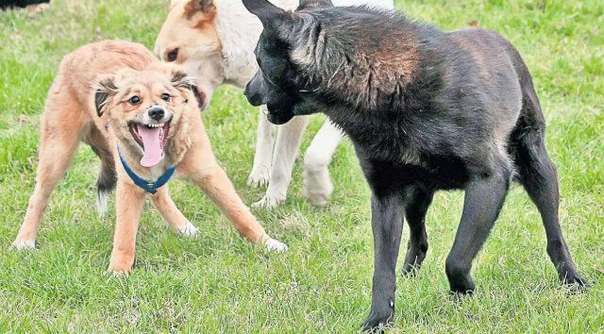 ȘOCANT! Cum sunt omorâți câinii din parcurile bucureștene! Animalele MOR ÎN CHINURI GROAZNICE