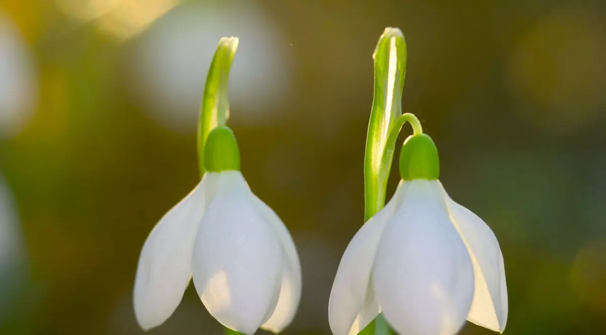 Vine PRIMĂVARA? PROGNOZA METEO pentru acest WEEKEND