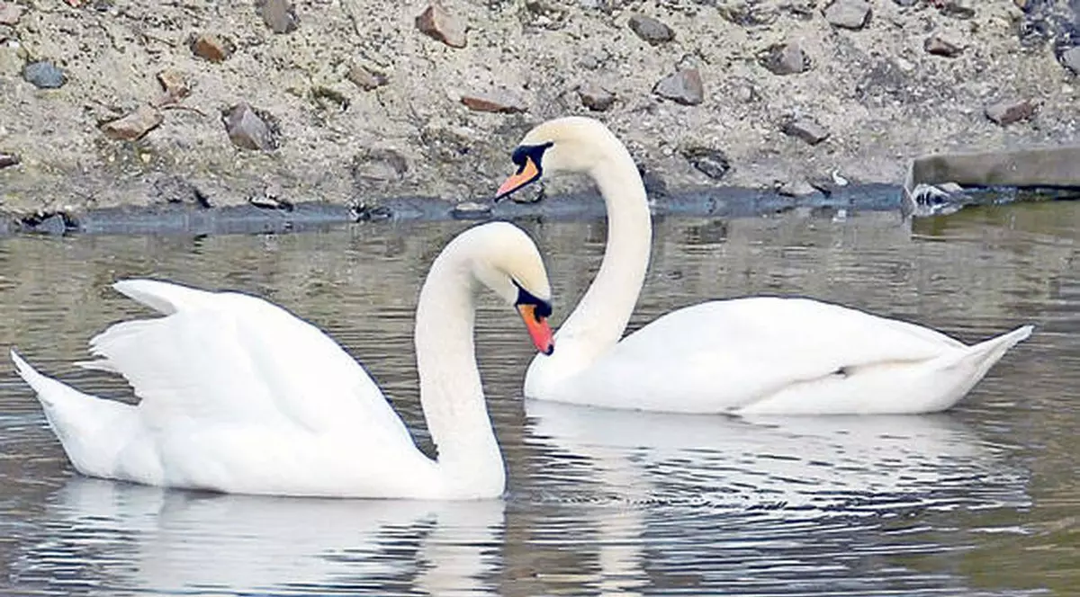 Băcăuan ARESTAT, după ce a VÂNAT o LEBĂDĂ cu pietre