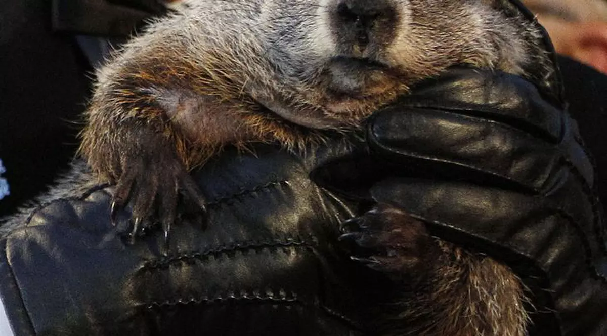 Războiul MARMOTELOR! N-o să crezi ce se întâmplă cu două animăluțe din SUA!