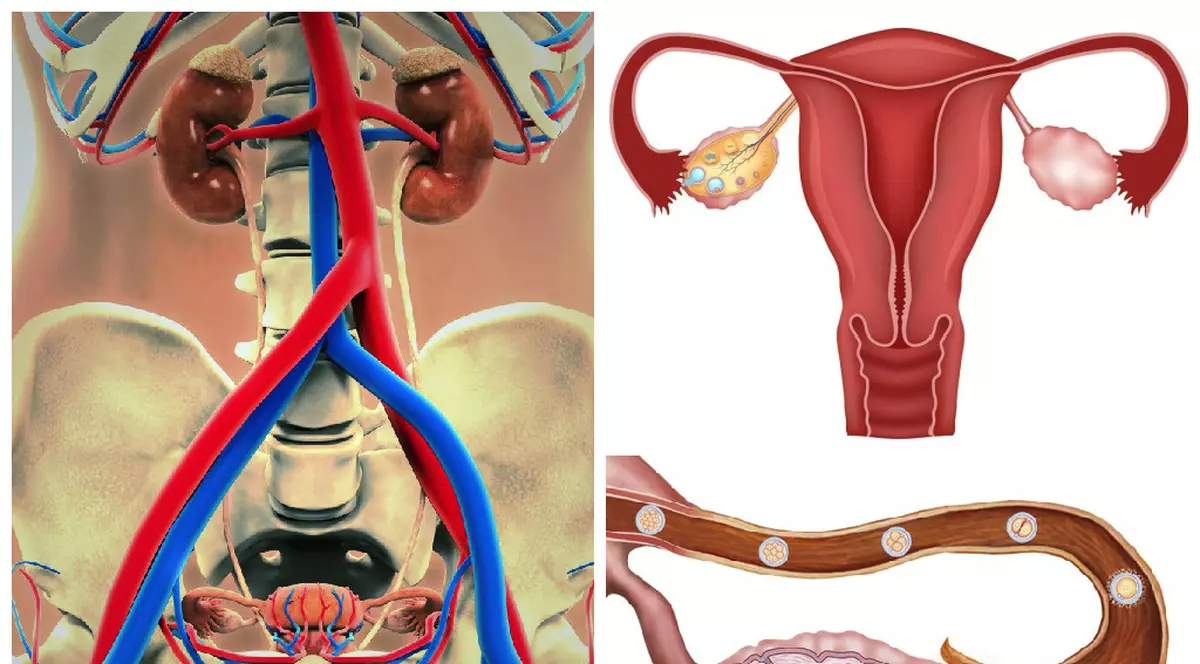 CICLUL MENSTRUAL, OGLINDA SĂNĂTĂŢII TALE. CE TREBUIE SĂ ŞTII