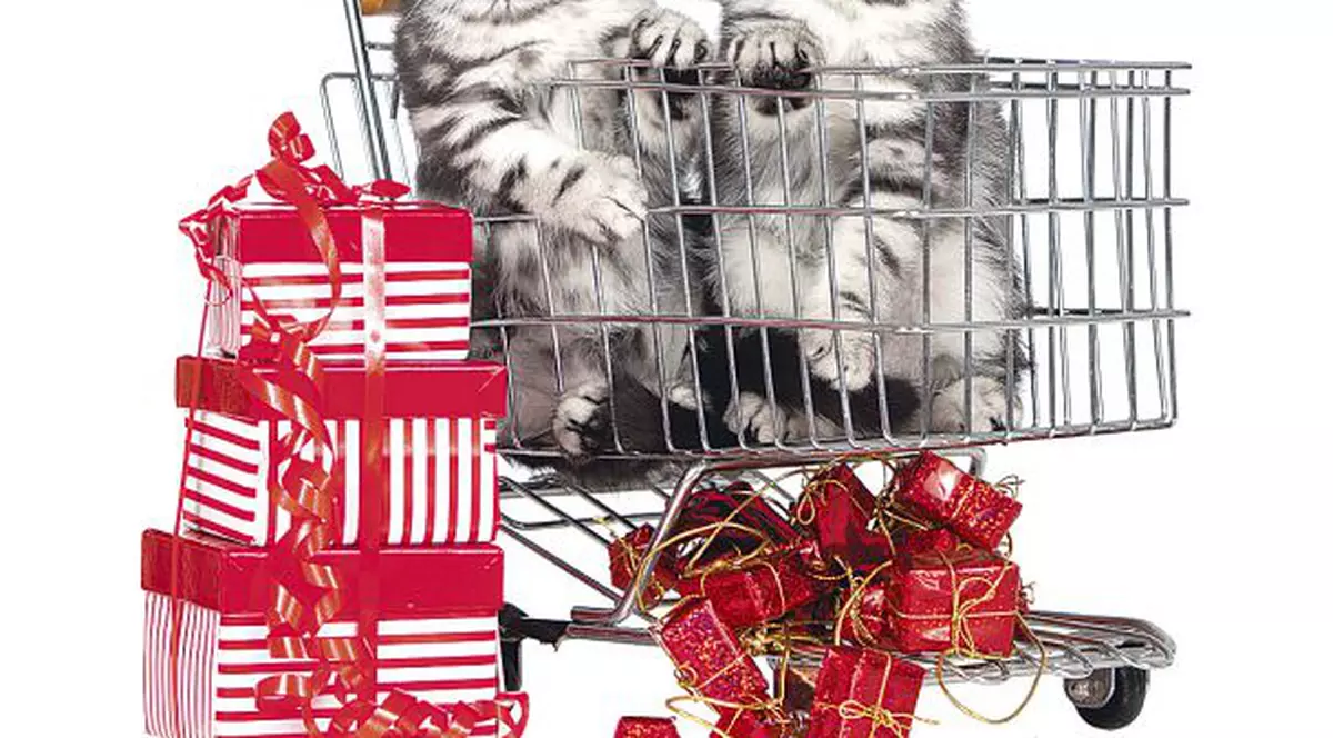 Un român din patru are pisică. Cât cheltuim cu animalele de companie