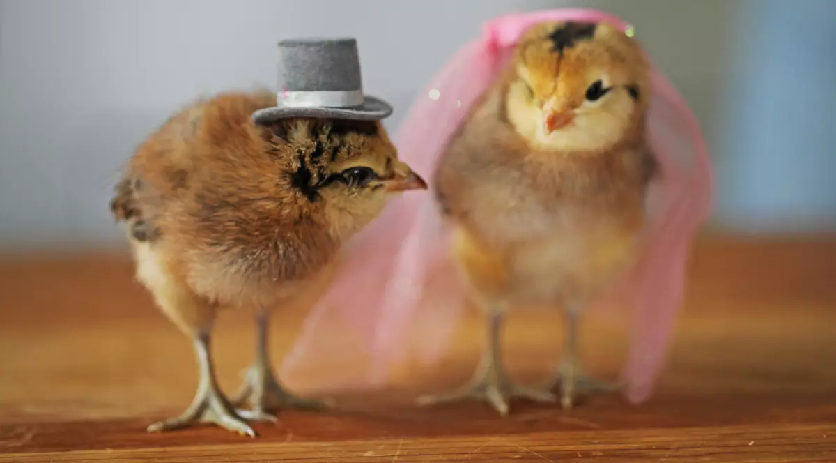 ASEMĂNAREA UIMITOARE dintre oameni și... puii de găină! Ce au descoperit cercetătorii