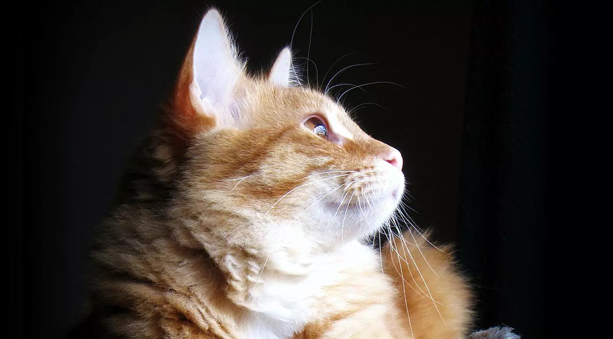 11 motive pentru care să te bucuri că ai o pisică